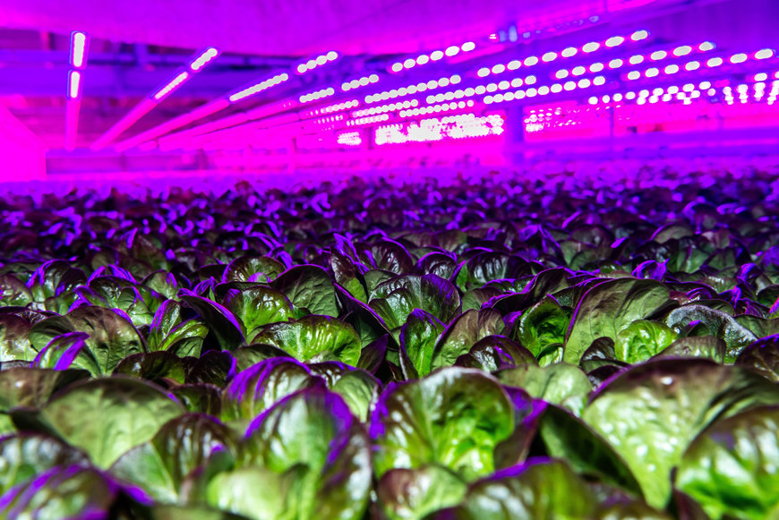 Siemens and 80 Acres Collaborate to Scale Vertical Farming